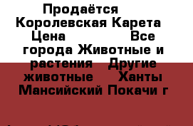 Продаётся!     Королевская Карета › Цена ­ 300 000 - Все города Животные и растения » Другие животные   . Ханты-Мансийский,Покачи г.